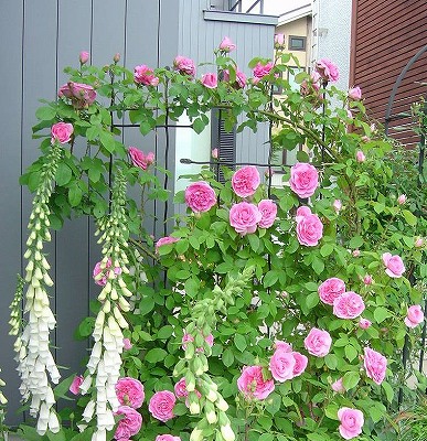 f0205733_212051.jpg
