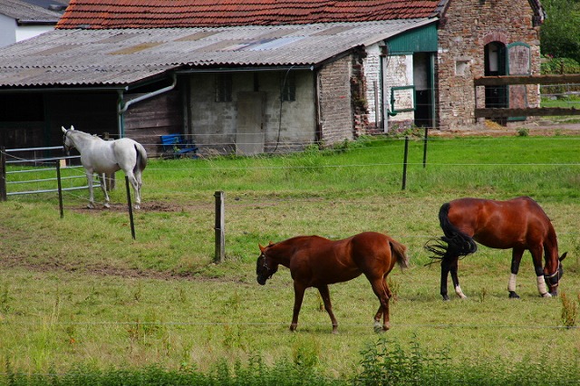 c0153740_1315198.jpg