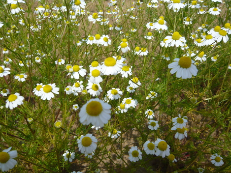d0108969_12353637.jpg