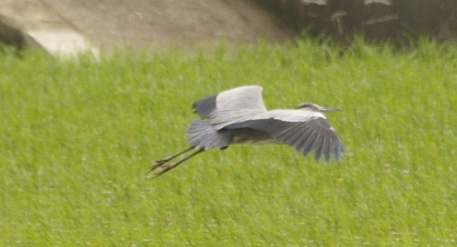 e0197884_22484849.jpg