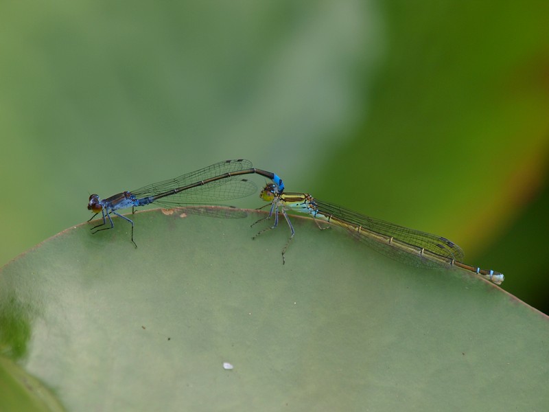 b0108186_1744065.jpg