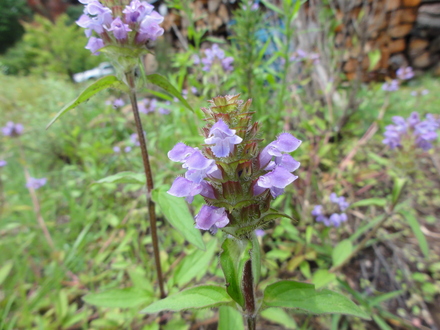 f0209394_09122.jpg