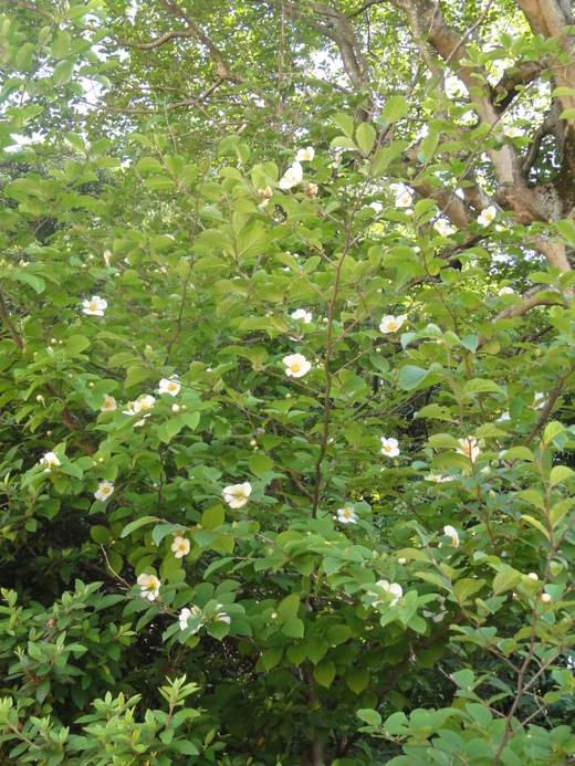 a0199304_23495133.jpg