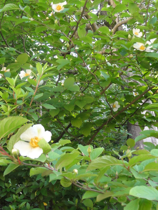 a0199304_23524376.jpg
