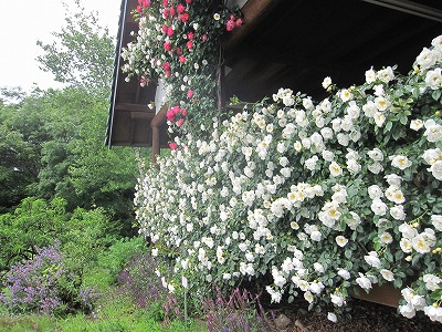 c0117007_23285659.jpg