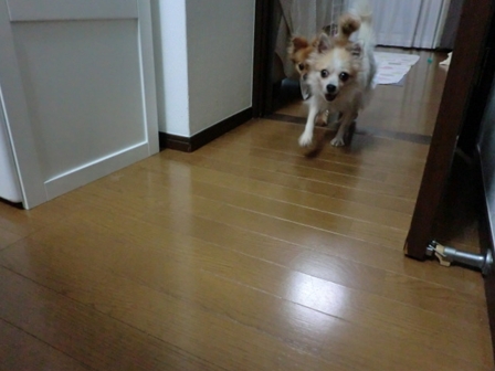 d0169340_1101355.jpg