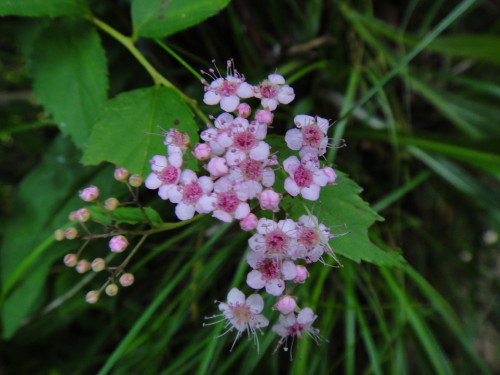 c0179351_1725750.jpg