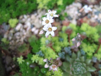 e0225164_6165747.jpg