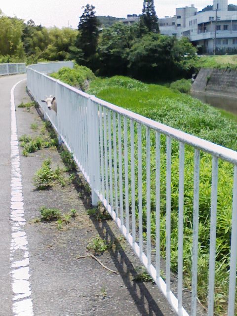 d0055397_5431183.jpg
