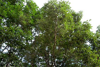 d0001300_1819613.jpg