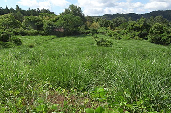 d0001300_20271240.jpg
