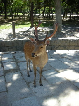c0145209_142298.jpg