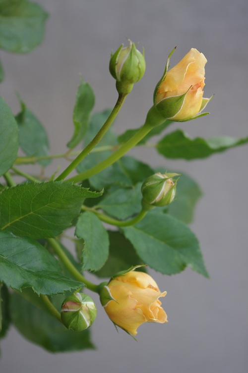 c0147909_9243436.jpg