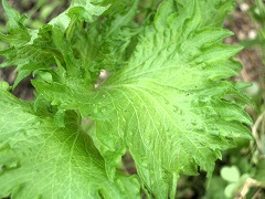c0190010_2034263.jpg