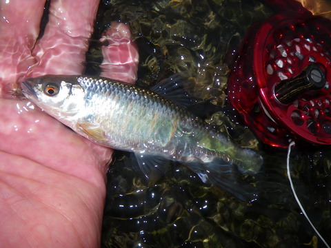 c0202727_20383690.jpg