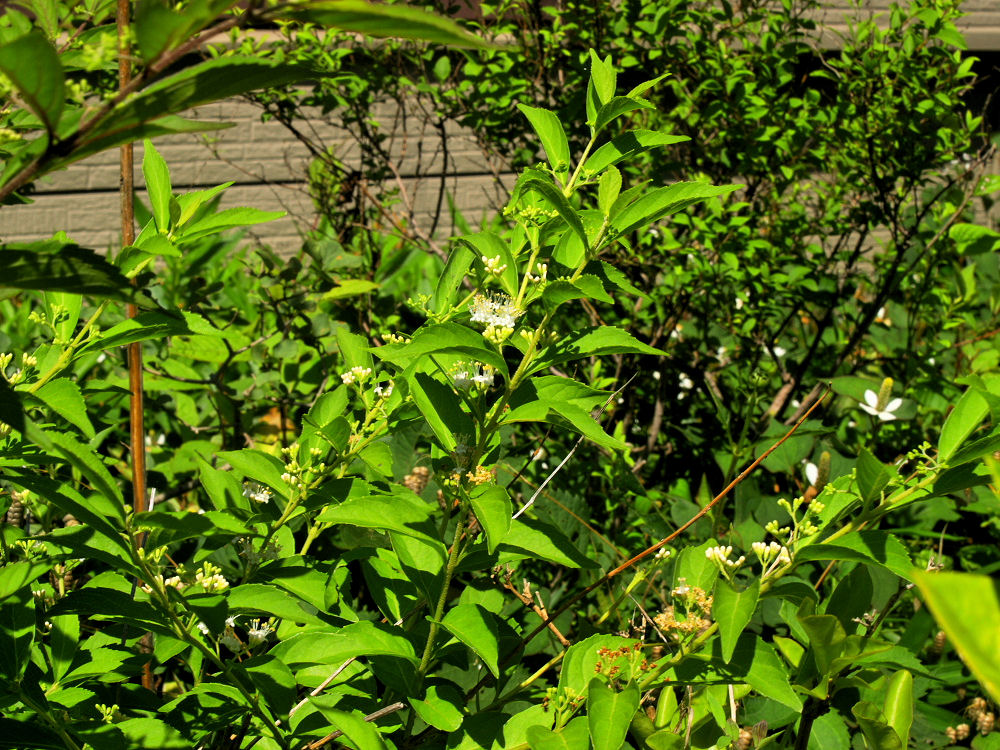 d0213034_1752526.jpg