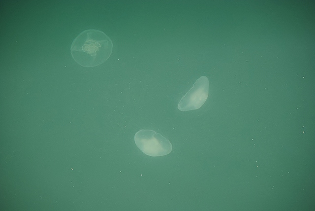 d0218238_150265.jpg
