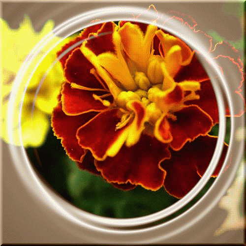 b0133752_1692222.gif