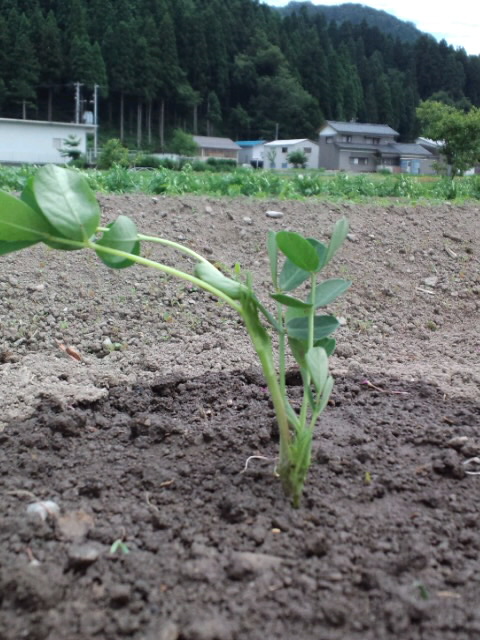 c0145453_15522218.jpg