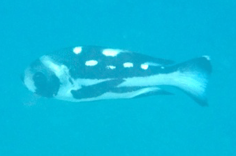f0190653_17352356.gif