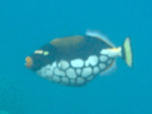 f0190653_17355682.gif