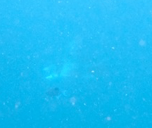 f0190653_17361357.gif