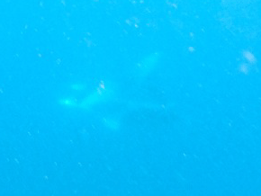f0190653_1736204.gif