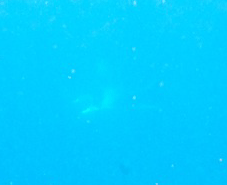 f0190653_1736226.gif