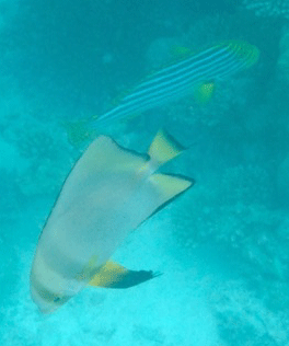 f0190653_17362953.gif