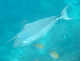 f0190653_17364375.gif