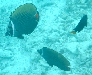 f0190653_17365052.gif