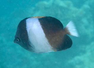 f0190653_17365368.gif