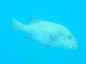 f0190653_17381987.gif