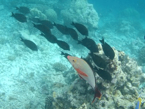 f0190653_173952.gif