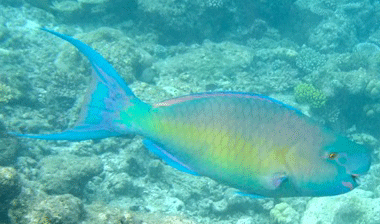 f0190653_17405378.gif