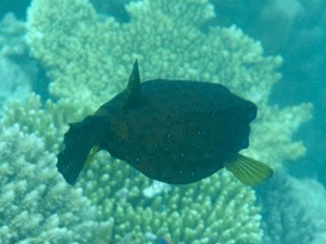 f0190653_174122100.gif