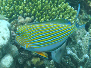 f0190653_17413535.gif