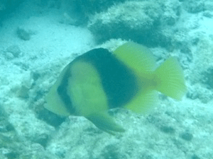 f0190653_17414744.gif