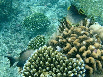 f0190653_1742151.gif