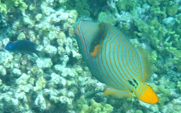 f0190653_17424437.gif