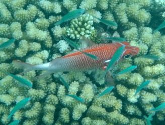 f0190653_17431012.gif