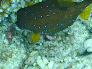 f0190653_17432423.gif