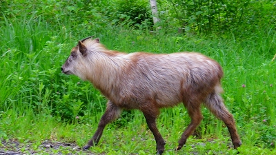 f0182173_9594188.jpg
