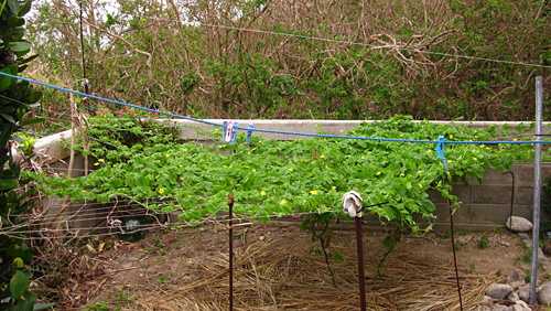 f0041021_86414.jpg