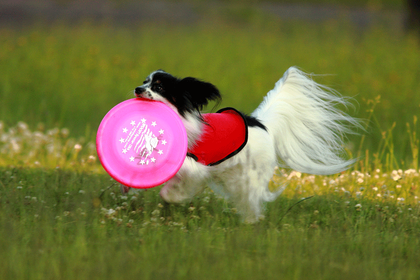 d0069235_23503250.gif