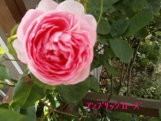 d0020136_946234.jpg