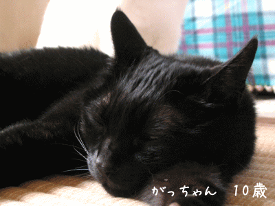 a0166338_19243331.gif