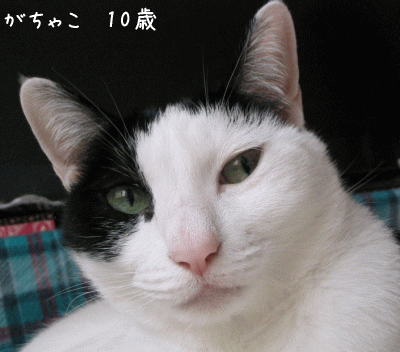 a0166338_19245537.gif