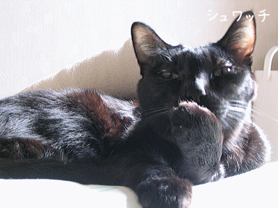 a0166338_19583137.gif