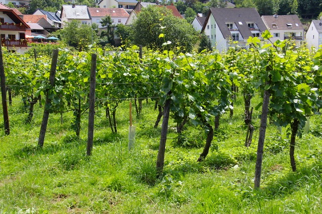 c0153740_1382454.jpg
